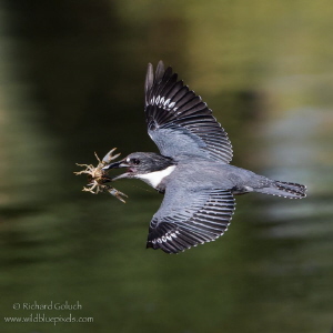 Belted Kingfisher with Crayfish. by Richard Goluch 